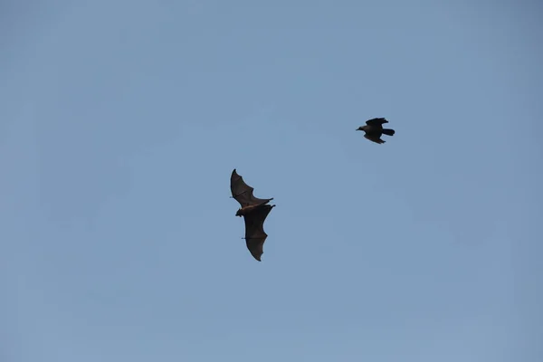 Vleermuizen Vliegen Schemering Lucht — Stockfoto