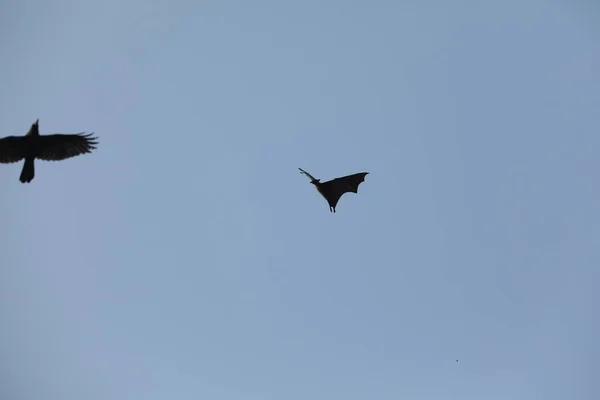 Murciélagos Volando Cielo Atardecer — Foto de Stock