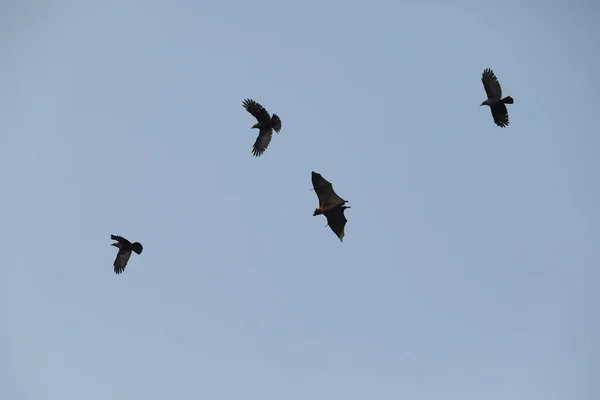 Fladdermöss Flyger Skyn Skymningen — Stockfoto