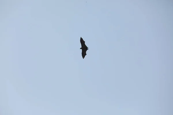 Fledermäuse Fliegen Der Abenddämmerung Himmel — Stockfoto