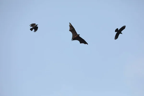 Vleermuizen Vliegen Schemering Lucht — Stockfoto