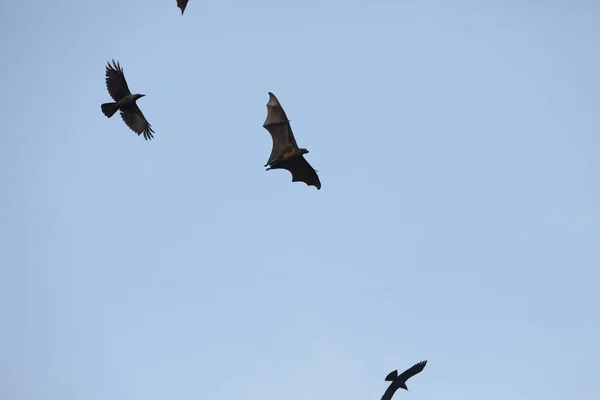 Chauves Souris Volant Dans Ciel Crépuscule — Photo