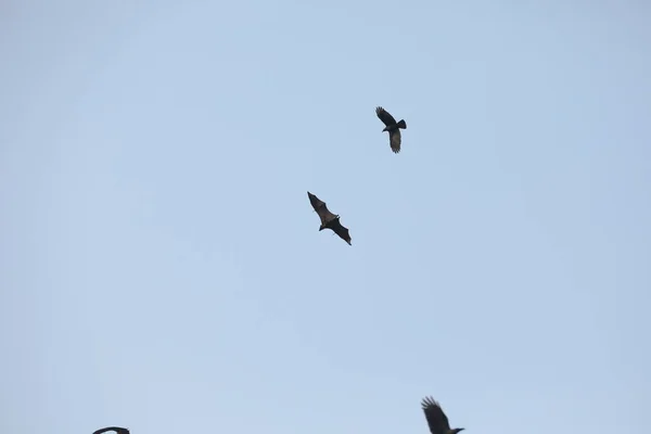 Fladdermöss Flyger Skyn Skymningen — Stockfoto