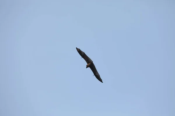 Morcegos Voando Céu Entardecer — Fotografia de Stock
