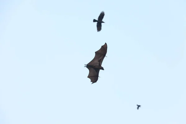 Vleermuizen Vliegen Schemering Lucht — Stockfoto