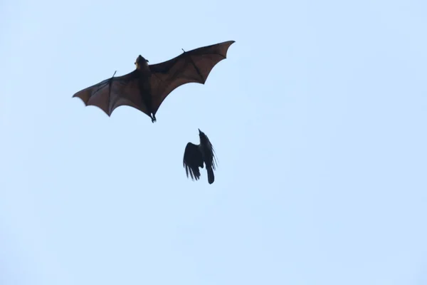 Bats flying in sky at dusk