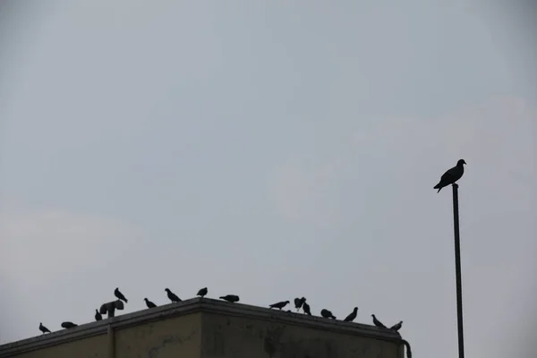 Pigeons Sur Mur — Photo