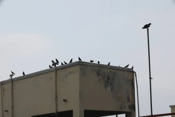 Pigeons Wall — Stock Photo, Image