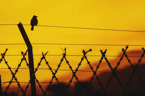 Bird at a sunset looking at the horizon