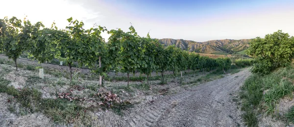 Winnica Apeninach Toskania Włochy — Zdjęcie stockowe
