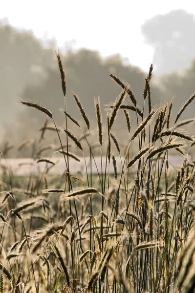 Herbstmorgen Getreidefeld Landwirtschaft — Stockfoto