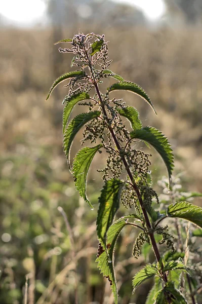 Ortiga Hierba Hierbas Medicinales Naturaleza — Foto de Stock