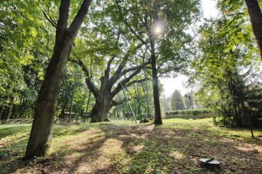 Bartek Oak - Natural Monument