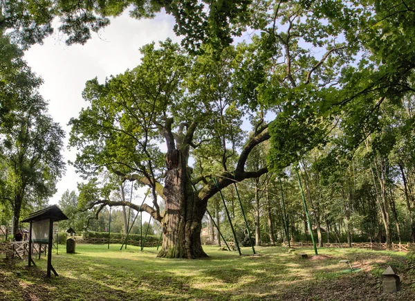 Bartek Oak - Natural Monument