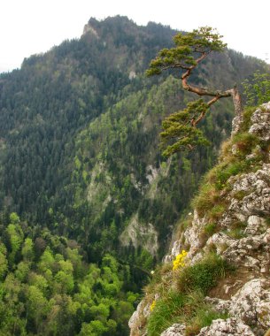 Sokolica 'nın zirvesindeki çam - Pieniny Dağları - Polonya