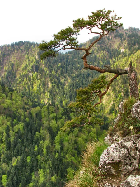 Pino Cima Sokolica Montañas Pieniny Polonia —  Fotos de Stock