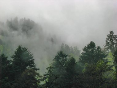 Dağ ormanı sisli - Pieniny