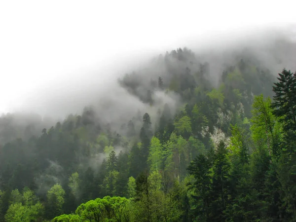 Dağ ormanı sisli - Pieniny