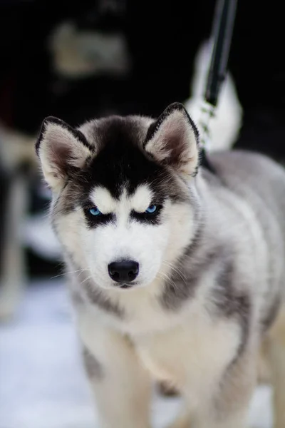 Husky cachorro en un día de invierno — Foto de Stock