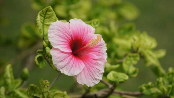 Malediven einsame rosa Blume — Stockfoto