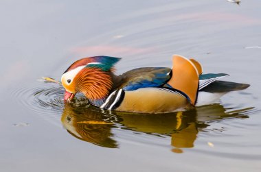 Mandalina ördeği gagayı suya koydu.