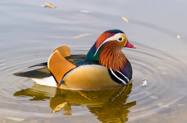 Pato mandarim nadando em uma lagoa aix galericulata — Fotografia de Stock