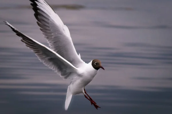 Bird in flight, white seagull in flight — Stock Photo, Image