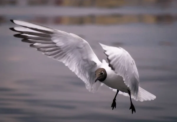 Fågel i flyg, vit Måsen i flykten — Stockfoto