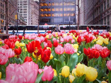 Arka planda da turist insanlar otobüs arabalı kırmızı sarı kırmızı lale Bahçe çiçek yatak Wall street önünde. New York City gezi tatil tatil turları