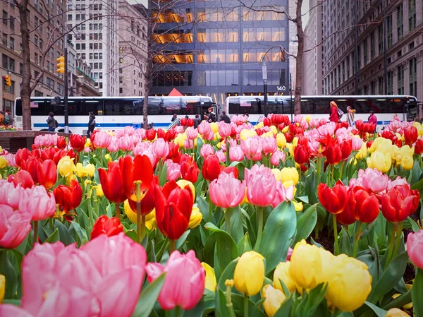 Arka planda da turist insanlar otobüs arabalı kırmızı sarı kırmızı lale Bahçe çiçek yatak Wall street önünde. New York City gezi tatil tatil turları