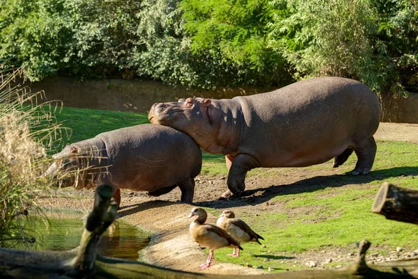 Twohippopotamuses - jeden trzyma głowę z tyłu innego. To jest zawsze wielkie mieć dobry przyjaciel, zwłaszcza dobry przyjaciel wsparcia. Obsługa klienta — Zdjęcie stockowe