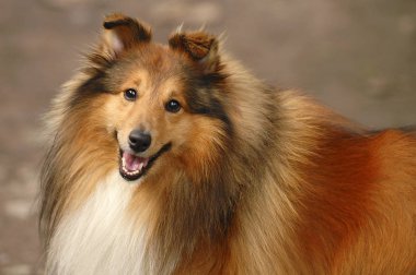 Mutlu kömür ocağı gülümseyen tüylü köpek yavrusu. Turuncu Beyaz siyah renkler köpek. Genç collie köpek portre. Zeki komik tüylü köpek. Benim en iyi arkadaşım. Sevimli güzel komik