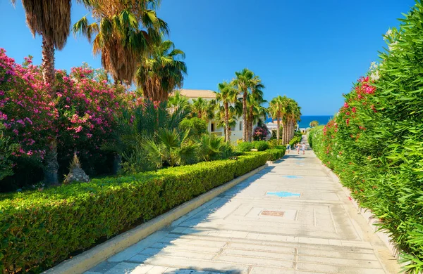 Beautiful Greek hotel road pathway to sea beach for tourists among red white rose colorful flowers and green palms. Greece islands holidays tours. Greece island Crete journey