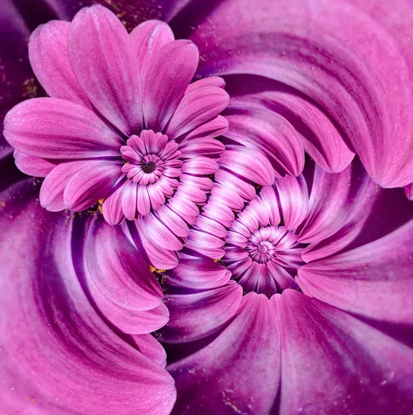 Розовый пурпурный ромашка цветок двойной спирали лепестки абстрактного фрактального эффекта картины фона. Фрактал цветочной спирали. Невероятный рисунок пурпурных цветов круглый спиральный фон — стоковое фото