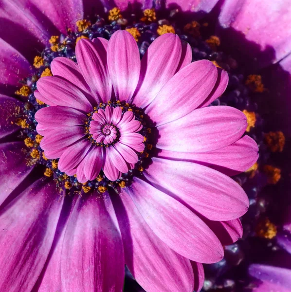 Розовый пурпурный ромашка цветок ромашки спирали абстрактного фрактального эффекта фон. Фрактал цветочной спирали. Невероятный розовый пурпурный цветок рисунок круглого круга спирально фон — стоковое фото