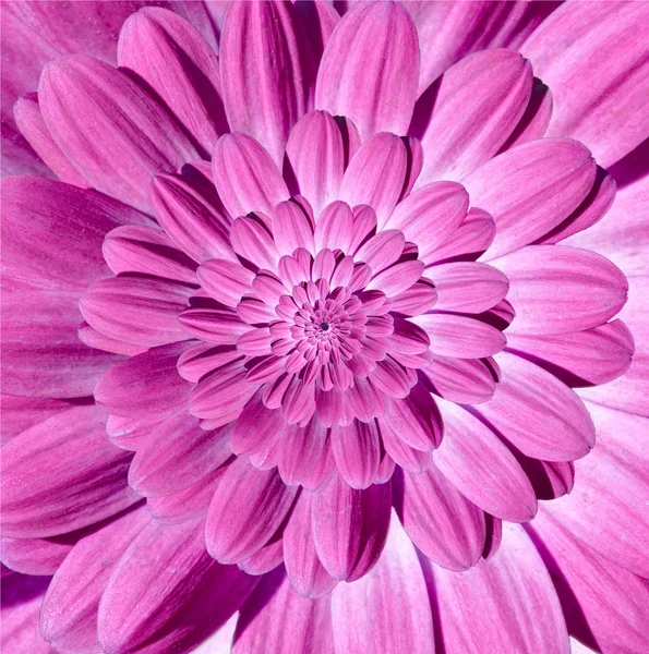 Розовый пурпурный ромашка ромашка цветок спиральные лепестки абстрактные фрактальный эффект картины фон. Фрактал цветочной спирали. Невероятный пурпурный цветок рисунок круглого круга спирально фон — стоковое фото