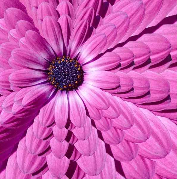 Розовый пурпурный ромашка цветок абстрактный фрактальный умножить эффект картины фон. Фрактал цветочной абстракции. Невероятный розовый пурпурный цветок рисунок круглого фона — стоковое фото