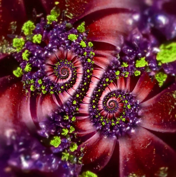 Vermelho amarelo magenta camomila margarida flor dupla espiral abstrato efeito fractal fundo padrão. Padrão abstrato espiral floral fractal. Incrível magenta flores padrão espiral fundo — Fotografia de Stock