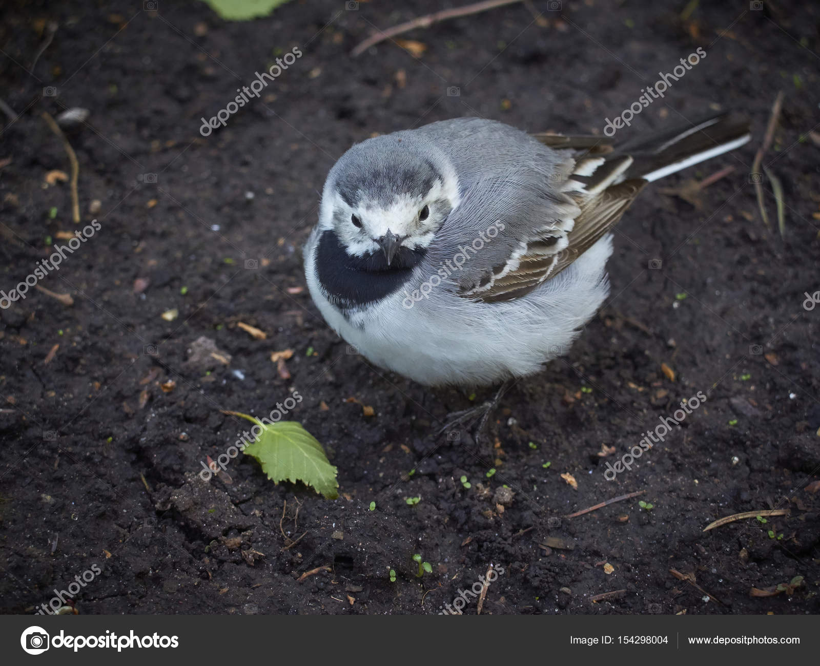 Petit Bébé Oiseau Niché Bergeronnette Sur Terre Se Penche