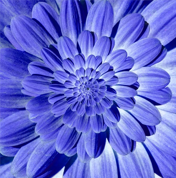 Синие ромашки ромашки ромашки цветок спиральные лепестки абстрактный фрактальный эффект фон. Фрактал цветочной спирали. Невероятно голубые цветы рисунок круглого круга спирально фон — стоковое фото
