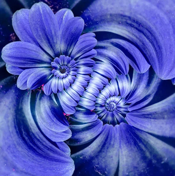 Azul marinho camomila margarida flor dupla espiral pétalas efeito fractal abstrato fundo padrão. Padrão abstrato espiral floral fractal. Incrível azul flores padrão redondo em espiral fundo — Fotografia de Stock