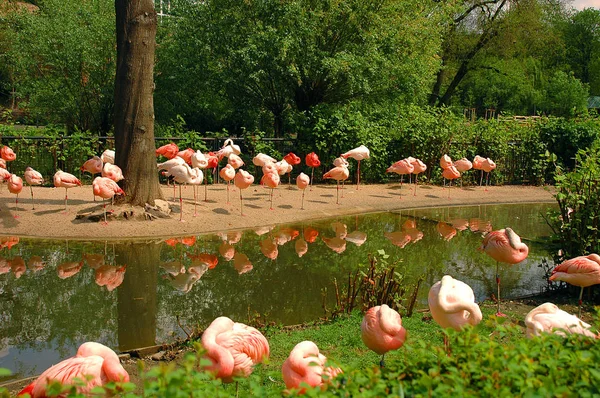 与野生粉红火烈鸟在河岸绿树之间的美丽景观。红鹳家族的著名野生鸟类。粉色灯灯。老火烈鸟名称红色翅膀的鸟儿 — 图库照片