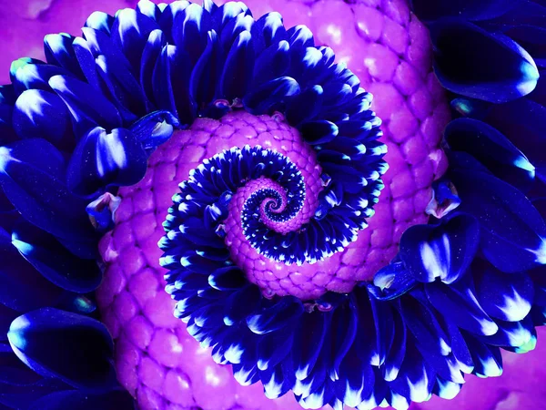 Flor violeta azul marino espiral efecto fractal abstracto fondo. Patrón abstracto espiral floral fractal. Increíble patrón de flores violeta marino círculo redondo espiral increíble fondo — Foto de Stock