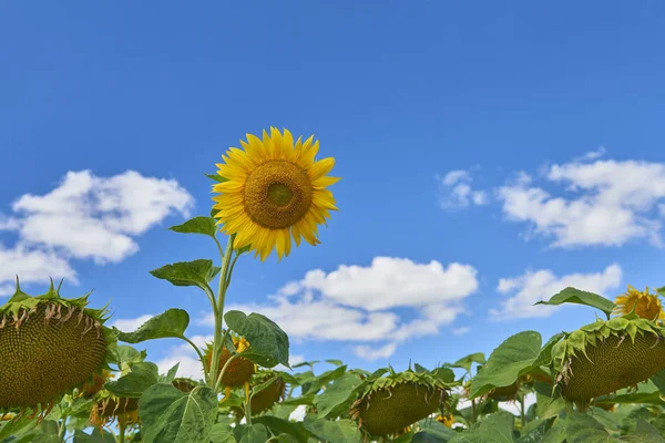 View on big mature sunflower in sun flowers field on blue sky. Sunflower field background. Abstract alone sunflower. August summer sun flower