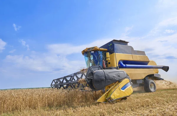 Sarı çalışma buğday hasat görünümü yazında altın buğday alanları çekme birleştirin. Rusya, Europe hasat Ağustos buğday. Çavdar hasat altın buğday alanları ve mavi gökyüzü