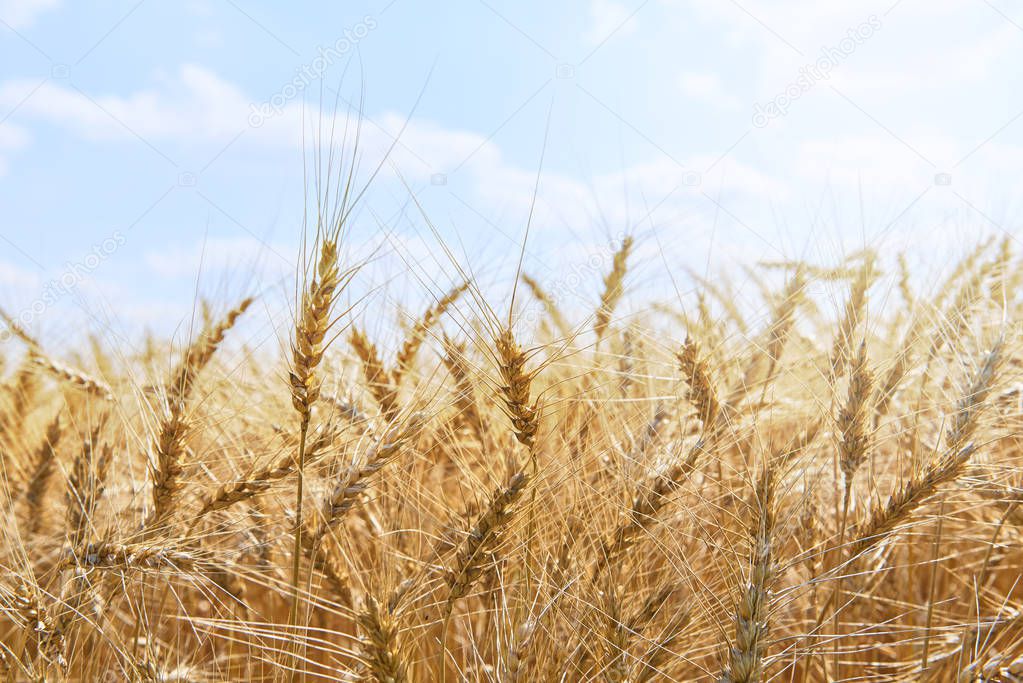 View on sunny golden wheat field. Yellow gold mature wheat rye spikelets. Yellow wheat fields. Golden spikelets of wheat under blue sky. Raw bread