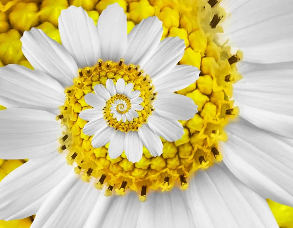 Белый желтый ромашка ромашка космос Космея цветок спираль абстрактный фрактальный эффект рисунок фон Белый цветок спираль абстрактный рисунок фрактал Невероятный цветочный круговой рисунок круговой круг — стоковое фото