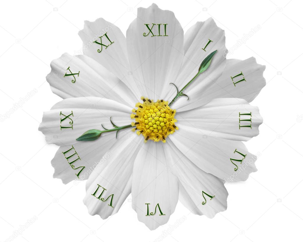 Isolated on white flower clock abstract. Floral watch clock unusual abstract texture fractal pattern background. Roman numerals, floral clock hands. Abstract flower clock