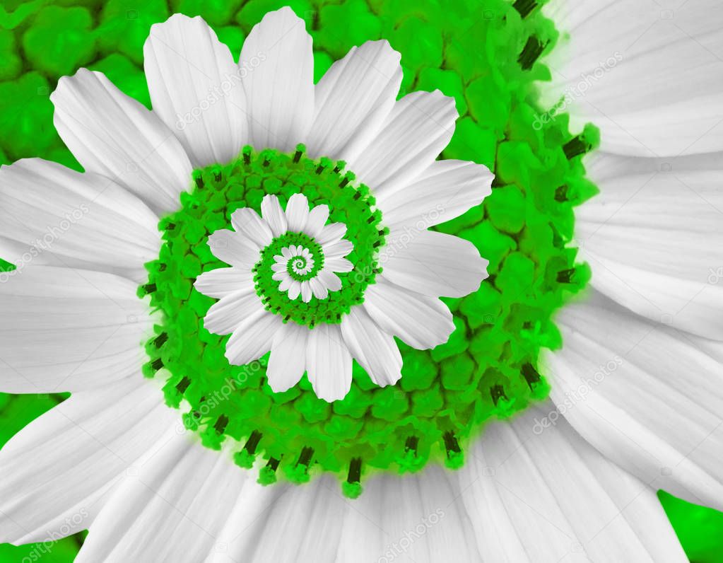 White green camomile daisy cosmos kosmeya flower spiral abstract fractal effect pattern background White flower spiral abstract pattern fractal Incredible floral twirl pattern round circle background