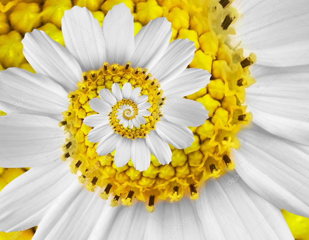 White yellow camomile daisy cosmos kosmeya flower spiral abstract fractal effect pattern background White flower spiral abstract pattern fractal Incredible floral twirl pattern round circle background